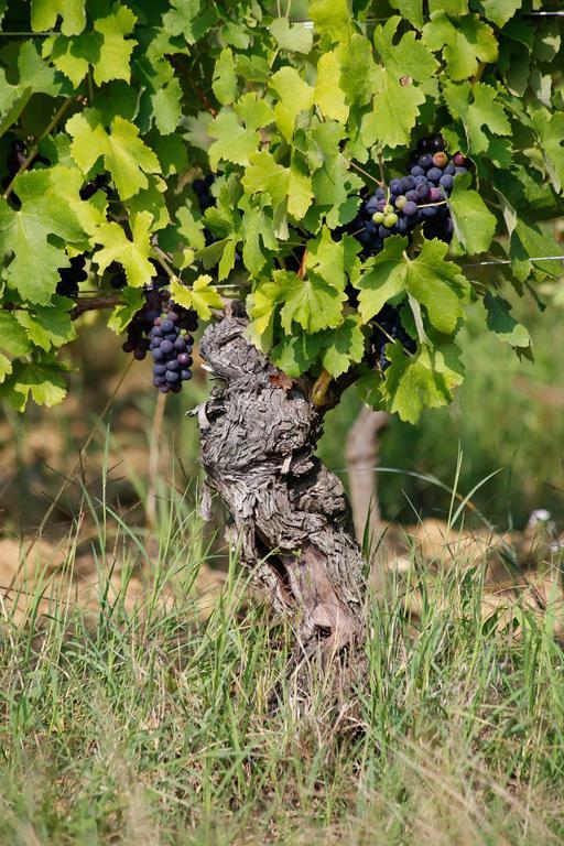 Tenuta Montebello Societa Agricola *